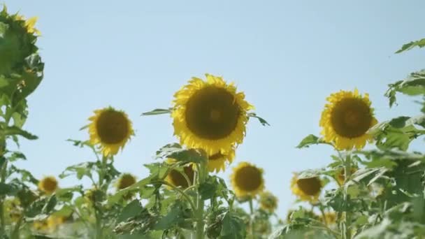 Hermosas Plantas Amarillas Iluminadas Por Sol Verano — Vídeo de stock