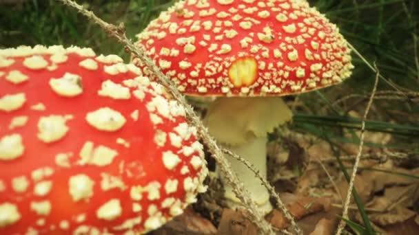 Deux Beaux Champignons Rouges Amanita Muscaria Poussent Dans Forêt Automne — Video