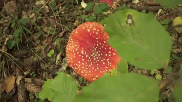 Cogumelo Venenoso Amanita Muscaria Cresce Chão Floresta Entre Plantas Verdes — Vídeo de Stock