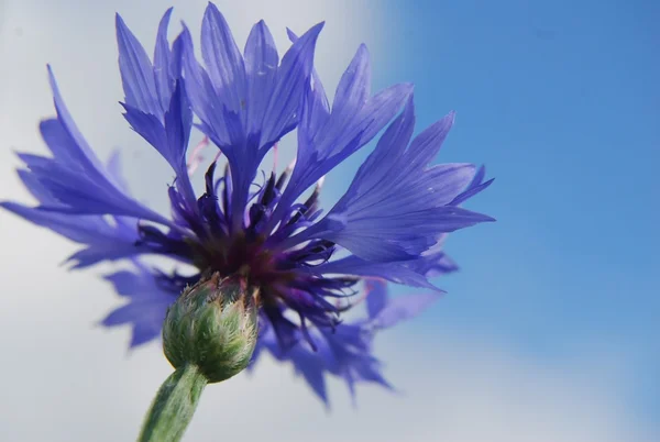 Knapweed — Stok fotoğraf