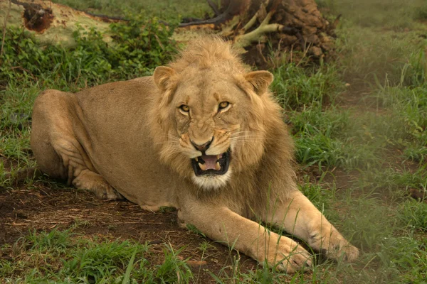 León. — Foto de Stock