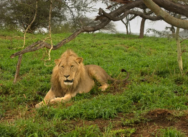 Lion — Stock Photo, Image