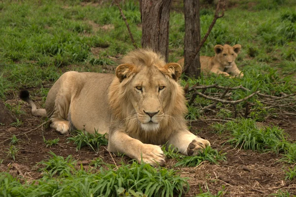 Löwe — Stockfoto