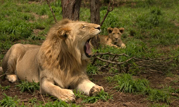 Löwe — Stockfoto