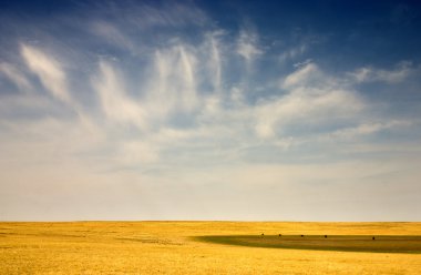 Moğolistan gobi Çölü