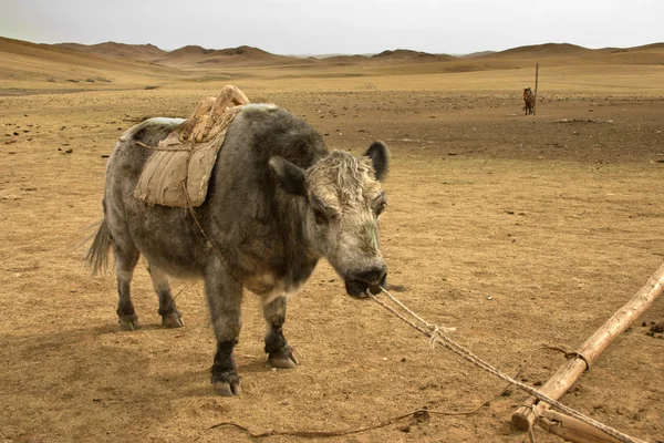 Gobi Desert — Stock Photo, Image