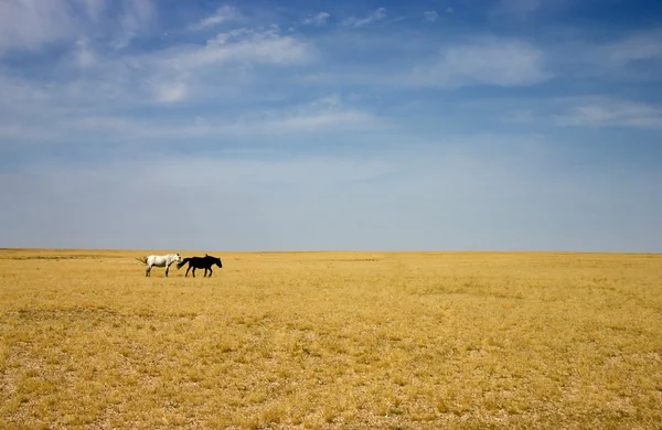 Mongolia, deserto del Gobi Immagine Stock