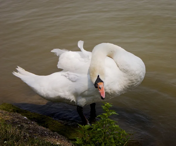 A white swan — Stock Photo, Image
