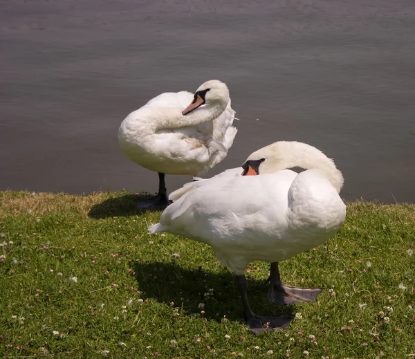 Swans. — Stock Photo, Image