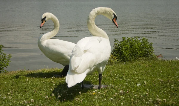 Swans. — Stock Photo, Image