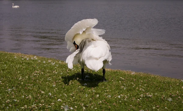 A white swan — Stock Photo, Image