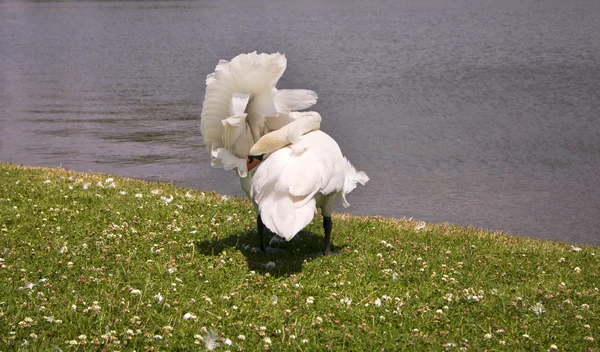 A white swan — Stock Photo, Image