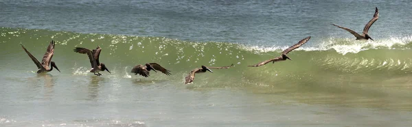 Pelican — Stock Photo, Image