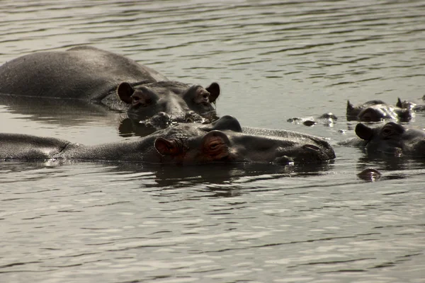 Hippopotamus — Stock Photo, Image