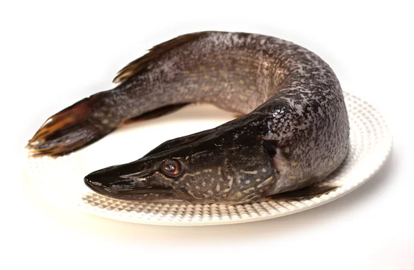 Crude pike on a plate — Stock Photo, Image