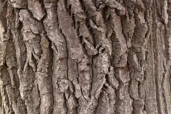 Legno molto vecchio — Foto Stock