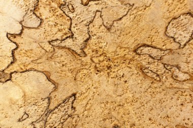 Ağaç gövdesinin kesiti