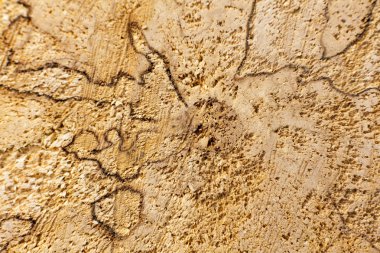 Ağaç gövdesinin kesiti