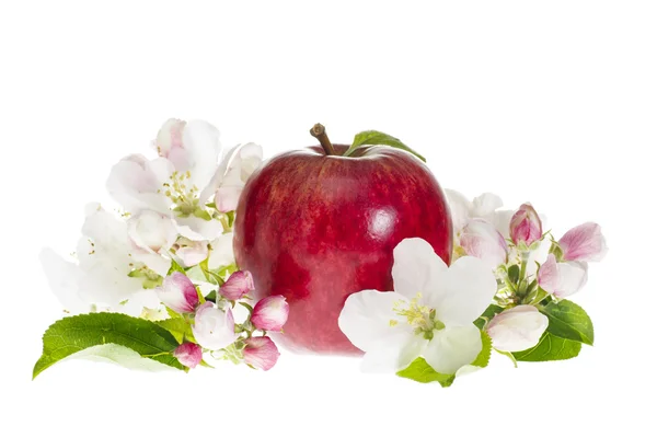 Manzana roja madura con flor aislada en blanco — Foto de Stock