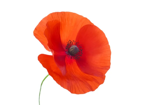 Close-up Corn Poppy (papaver rhoeas) On White with Clipping Path — Stock Photo, Image