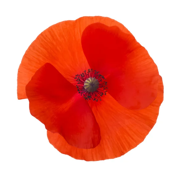 Close-up Corn Poppy (papaver rhoeas) Isolated with Clipping Path — Stock Photo, Image