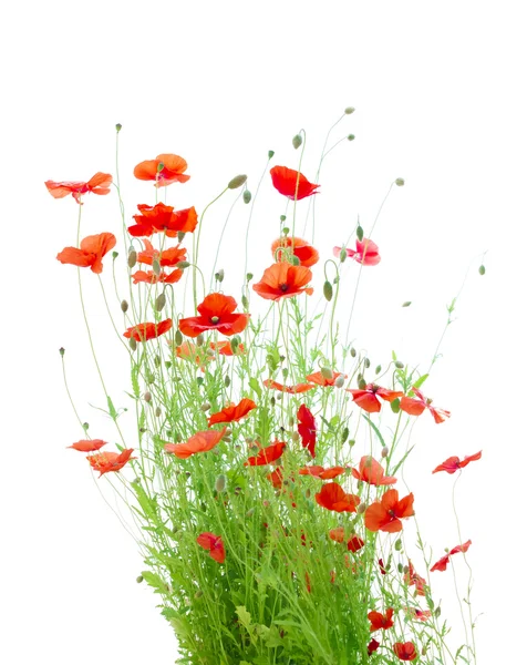 Amapolas de maíz rojo brillante aislado en blanco (Papaver Rhoeas ) — Foto de Stock