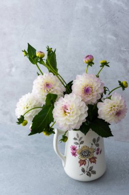 Küresel yıldız çiçeklerinin güzel sonbahar buketi bir masanın üzerindeki vazoda gri bir duvarın arka planında.