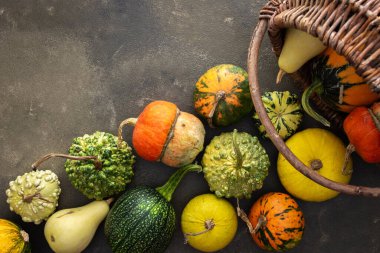 Dekoratif ve yenilebilir balkabakları yeşil arka planda hasır bir sepetten düşerler, üst manzara, sonbahar arkaplanı, kopyalama alanı