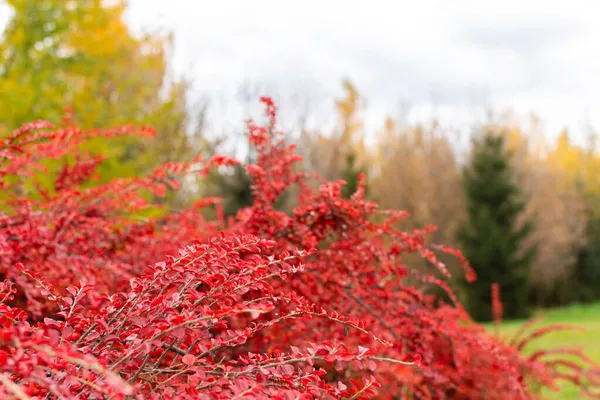 Красные Ветви Котонасха Поздней Осенью Ягодами Крупным Планом — стоковое фото