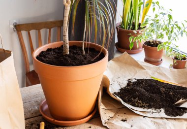 Yetişkin bir Dracaena Marginata bitkisini daha büyük bir çömleğe nakletme işlemi, bir hobi olarak bahçıvanlık