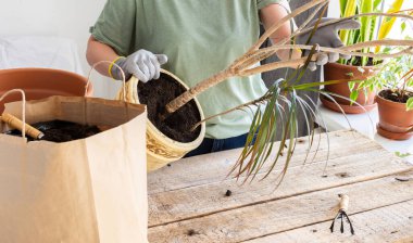 Yetişkin bir ev bitkisi olan Dracaena Marginata 'yı daha büyük bir çömleğe nakletme işlemi, bir kadın çiçek nakleder, bir hobi olarak bahçeyle uğraşır.
