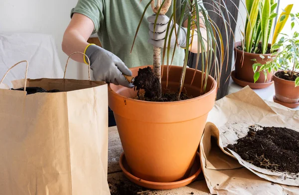 Yetişkin bir ev bitkisi olan Dracaena Marginata 'yı daha büyük bir çömleğe nakletme işlemi, bir kadın çiçek nakleder, bir hobi olarak bahçeyle uğraşır.