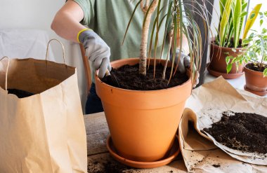 Yetişkin bir ev bitkisi olan Dracaena Marginata 'yı daha büyük bir çömleğe nakletme işlemi, bir kadın çiçek nakleder, bir hobi olarak bahçeyle uğraşır.