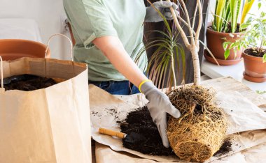 Yetişkin bir ev bitkisi olan Dracaena Marginata 'yı daha büyük bir çömleğe nakletme işlemi, bir kadın çiçek nakleder, bir hobi olarak bahçeyle uğraşır.