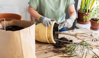 İç mekan Dracaena çiçeği naklediliyor.