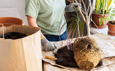 Yetişkin bir ev bitkisi olan Dracaena Marginata 'yı daha büyük bir çömleğe nakletme işlemi, bir kadın çiçek nakleder, bir hobi olarak bahçeyle uğraşır.