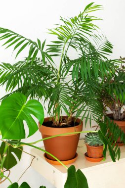 Doğanın ve insanların birliği, pencerenin yanındaki odanın köşesindeki kahverengi kil çömleklerde ev yeşili bitkiler, çiçekli eski bir dikiş makinesi, biyofilik tasarım