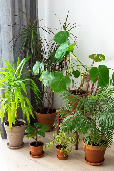 Unité Nature Des Personnes Plantes Vertes Maison Dans Des Pots — Photo