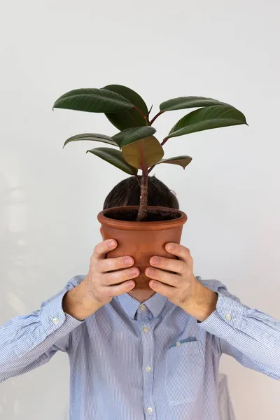 男は彼の前に屋内の花Ficusを保持し 植物は彼の顔をカバーし 人間の個人化傾向 — ストック写真