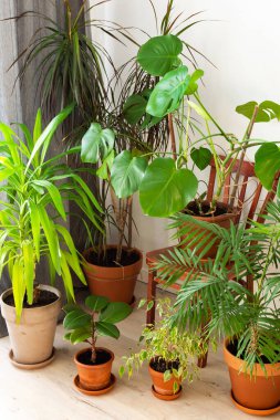 Doğanın ve insanların birliği, evin yeşil bitkileri pencerenin yanındaki odanın köşesinde kahverengi kil kaplar, biyofilik tasarım.