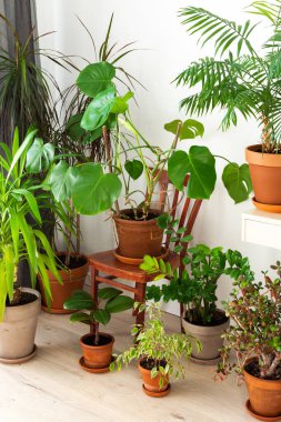 Doğanın ve insanların birliği, pencerenin yanındaki odanın köşesindeki kahverengi kil çömleklerde ev yeşili bitkiler, çiçekli eski bir dikiş makinesi, biyofilik tasarım