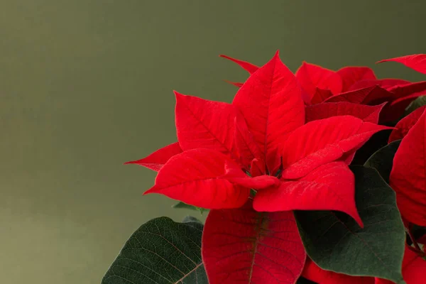 Bela Flor Natal Poinsettia Pote Barro Vermelho Close Fundo Verde — Fotografia de Stock