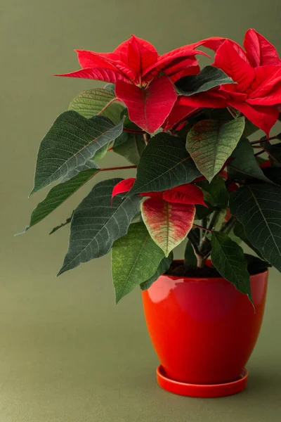 Güzel Noel Çiçeği Poinsettia Kırmızı Kilden Bir Kapta Yeşil Bir — Stok fotoğraf