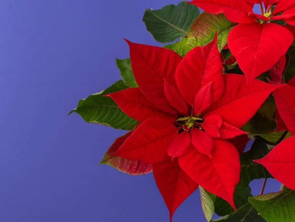 Navidad flor poinsettia de cerca —  Fotos de Stock