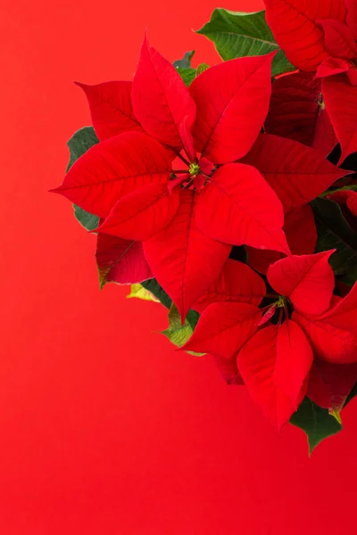 Natal flor poinsettia close up — Fotografia de Stock