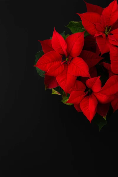 Boże Narodzenie kwiat poinsettia zbliżenie — Zdjęcie stockowe