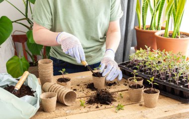 Ahşap arka planda özel plastik bir formda domates fideleri, tohum nakleden kadın bahçıvan, çevre dostu çömleklere iğne batıran