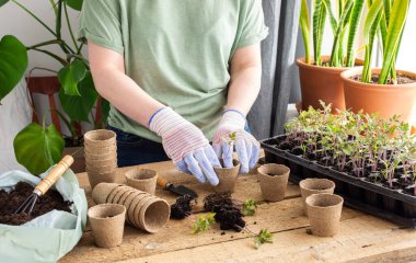 Ahşap arka planda özel plastik bir formda domates fideleri, tohum nakleden kadın bahçıvan, çevre dostu çömleklere iğne batıran