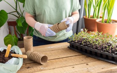 Tohumlar naklediliyor.