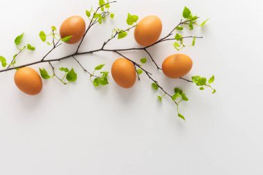 Beyaz arka planda taze yeşil yaprakları ve yumurtaları olan huş ağacı dalı, Paskalya konsepti